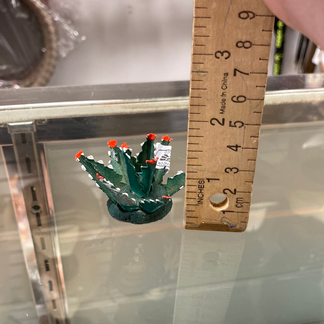 Maguey mini para Nacimiento
